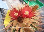 Ferocactus_stainesii_Hybride_1628-2