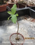 Ficus burkei