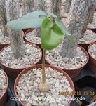 Ficus petiolaris ssp. palmeri