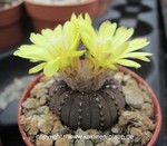Frailea asterioides