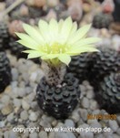 Frailea bueneckerii