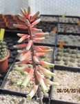 Gasteraloe  Grey Ghost flower