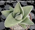 Gasteraloe  Grey Ghost