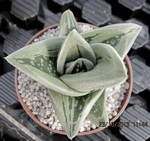 Gasteraloe "Green Ice"