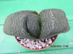 Gasteria amstrongii