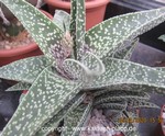 Gasteria "Aveo" 809