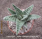 Gasteria "Aveo"