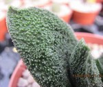 Gasteria batesiana  Barbeton1