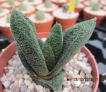 Gasteria batesiana "Barbeton"