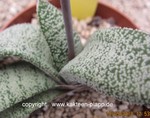 Gasteria batesiana barbeton  X  glomerata1