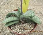 Gasteria batesiana "barbeton  X  glomerata"