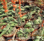 Gasteria glomerata