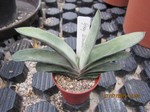 Gasteria "Grey Wonder"