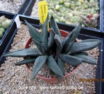 Gasteria nigricans "Black Boy"