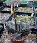 Gasteria nigricans