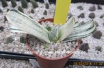 Gasteria obtusifolia  cv. Fujikodakara