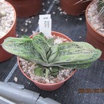 Gasteria "Big Boy"