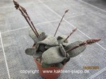 Gasteria_brachyphylla_230218