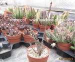 Gasteria_maculata_fallax_231014-2