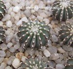 Geohintonia mexicana