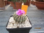 Geohintonia mexicana 1532