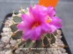 Geohintonia_mexicana_1532-2