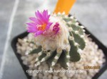 Geohintonia_mexicana_1543-2