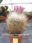 Gymnocactus beguinii senilis 353