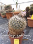 Gymnocactus beguinii senilis 354