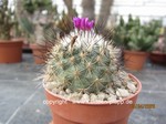 Turbinicarpus (Gymnocactus) viereckii