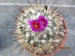 Gymnocactus_viereckii_2604-2