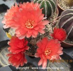 Gymnocalycium baldianum "Werner"