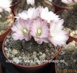Gymnocalycium bruchii BKS99