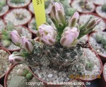 Gymnocalycium bruchii MG 458