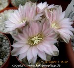 Gymnocalycium bruchii