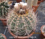 Gymnocalycium cardenasianum  1969