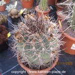 Gymnocalycium cardenasianum 3359