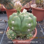 Gymnocalycium denudatum cluster 3419