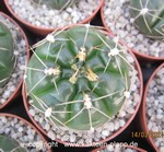 Gymnocalycium denudatum formaa