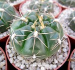 Gymnocalycium denudatum forma