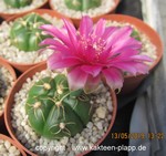 Gymnocalycium denudatum Jan Suba4c