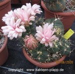Gymnocalycium horstii var buenekeri cluster 3447