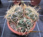 Gymnocalycium multiflorum fa. steineri cluster 3038