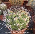 Gymnocalycium saglione 3007