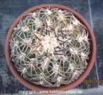 Gymnocalycium spegazzinii 4002