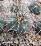 Gymnocalycium spegazzinii v. punillense