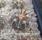 Gymnocalycium spegazzinii