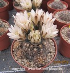 Gymnocalycium taningaense