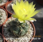 Gymnocalycium andreae longispinum