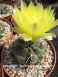 Gymnocalycium_andreae_longispinum-2